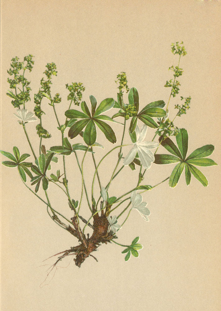 ALPENFLORA ALPINE FLOWERS. Alchemilla alpina L-Alpen-Frauenmantel 1897 print
